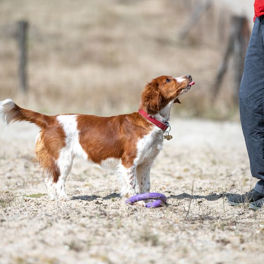 Liebenswerter süßer welsh springer spaniel, aktiver glücklicher gesunder Hund, der draußen spielt.