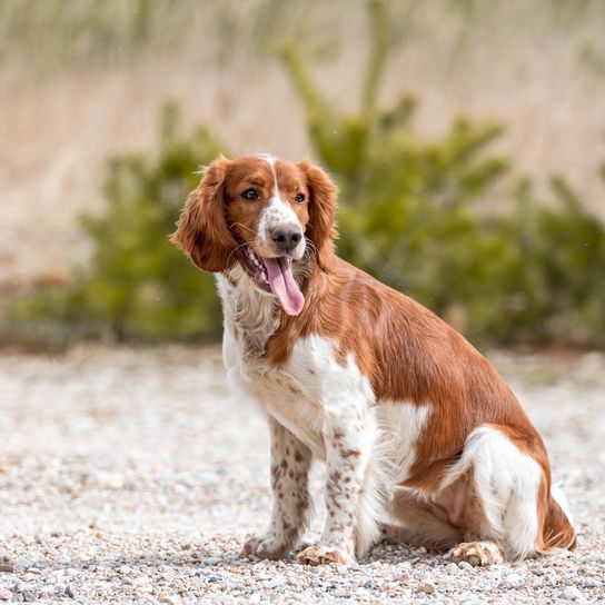 Liebenswerter süßer welsh springer spaniel, aktiver glücklicher gesunder Hund, der draußen spielt.