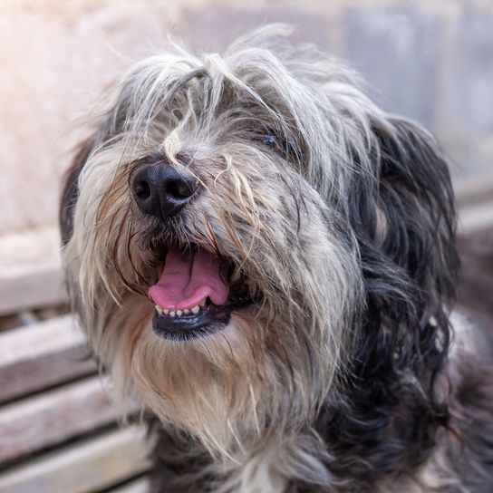 Polnischer Niederungsschäferhund, der auf einer Holzbank auf der Straße sitzt und seine rosa Zunge zeigt. Porträt eines schwarz-weißen, flauschigen, langhaarigen Hundes mit dickem Fell. Niedlicher lustiger Haustier-Hintergrund.