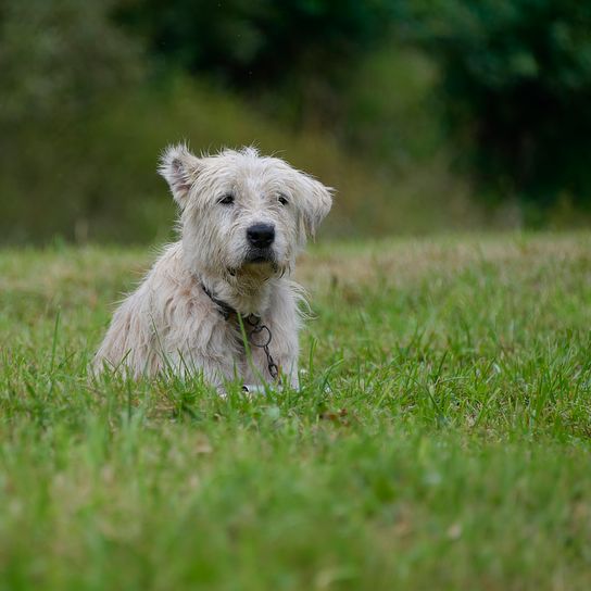 Brasov, Rumänien - Aug 2019: Der Rumänische Mioritische Hirtenhund ist eine große Rasse von Herdenschutzhunden, die ihren Ursprung in den Karpaten in Rumänien hat.