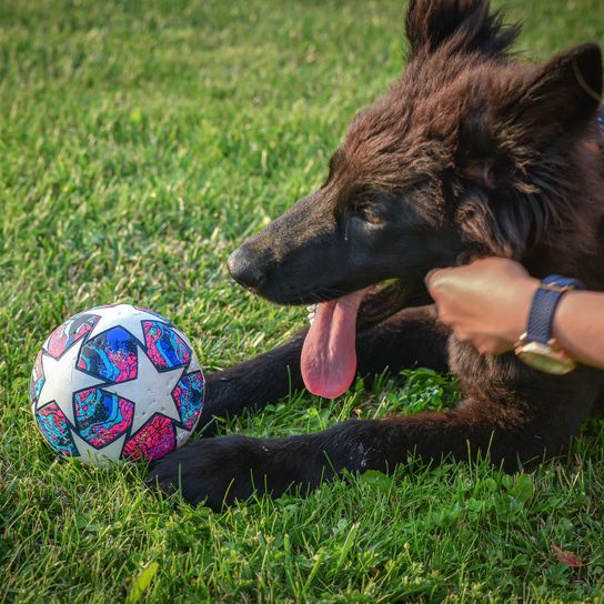 Junges hübsches Mädchen spielt Ball mit einem schwarzen Norwegischen Elchhund