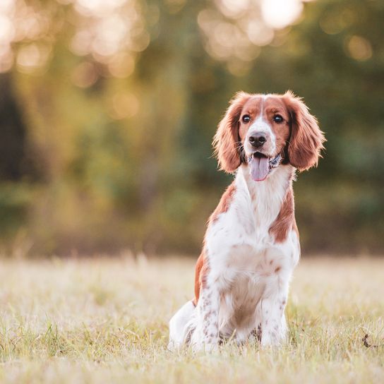 Bezaubernde Welsh Springer Spaniel Hunderasse am Abend.