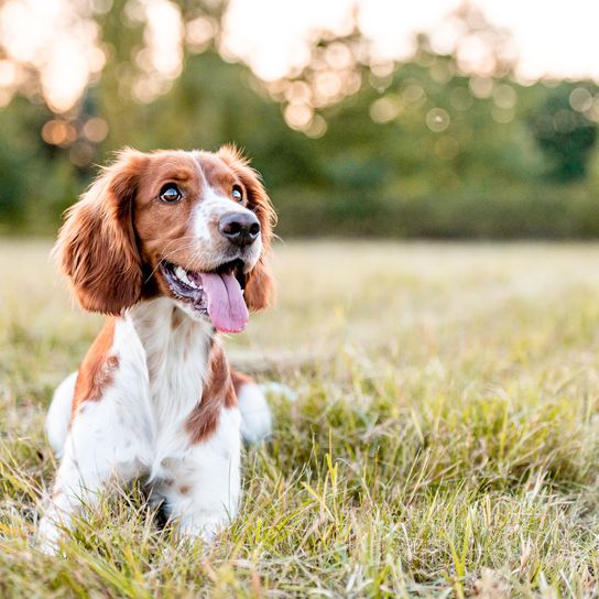 Bezaubernde Welsh Springer Spaniel Hunderasse am Abend.