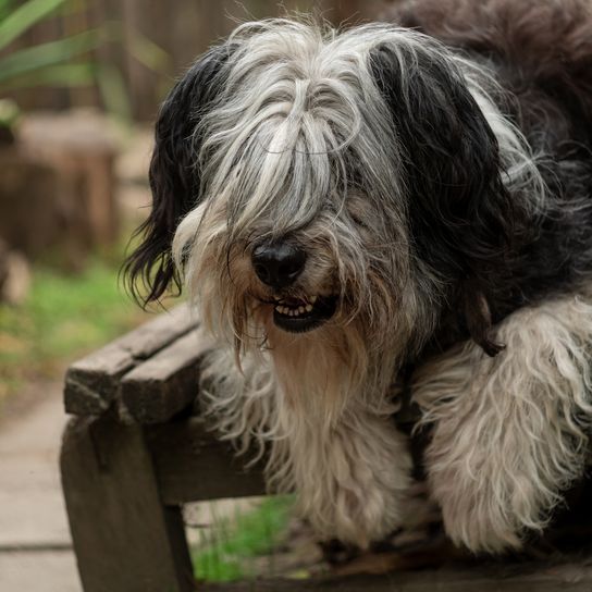 Polnischer Niederungsschäferhund sitzt auf einer Holzbank und zeigt seine rosa Zunge. Selektiver Fokus auf eine Nase. Porträt eines niedlichen, großen, schwarz-weißen, flauschigen, langhaarigen Hundes mit dickem Fell. Lustiger Hintergrund für Haustiere