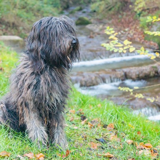 Eine fröhliche junge Bergamasco-Schäferhündin mit schwarzem Fell ist an einem Herbsttag draußen in einem Park in Norditalien, Europa, zu sehen.