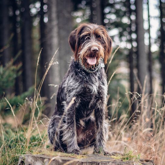 Schöne Hündin Rough-coated Bohemian Pointer sitzt auf einem Baumstumpf und schaut mit herausgestreckter Zunge zu. Der beste Freund und Beschützer des Menschen. Porträt eines sitzenden Hundes in Tidewater Green Ton