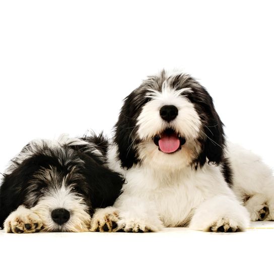 Zwei Polnische Niederungsschäferhunde liegen und sitzen isoliert auf einem weißen Hintergrund