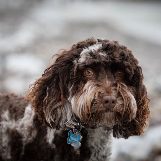 Nahaufnahme eines wunderschönen braunen Australian Labradoodle Hundes