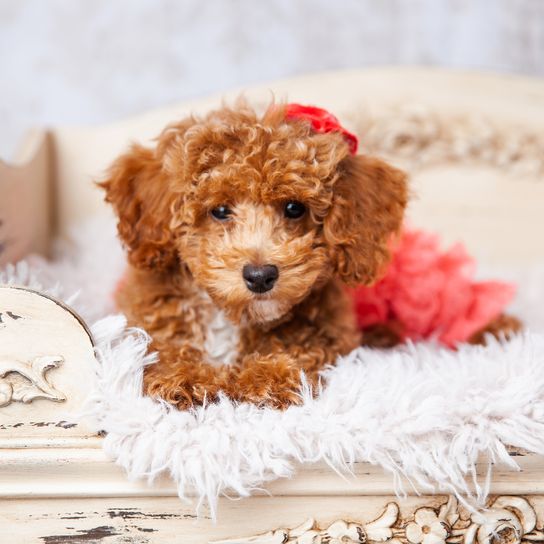 Süßer kleiner Bichon Pudel Bichpoo Welpenhund, der auf einem schicken verzierten Hundebett liegt und ein korallenfarbenes gerüschtes Hundeoutfit trägt