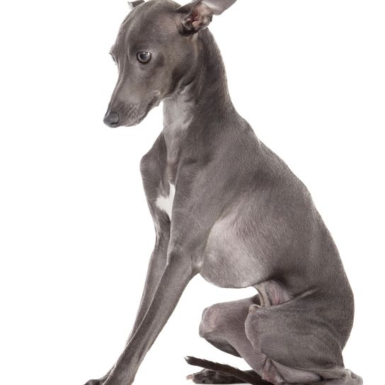 Italienischer Windhund Italienischer Windhund auf weißem Studiohintergrund