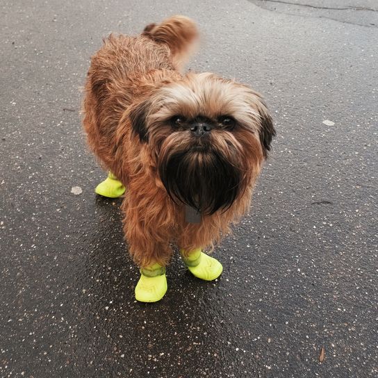 Belgischer Griffon-Hund in gelben Gummistiefeln. Das Konzept zum Schutz der Pfoten von Tieren vor Vereisungsschutzmitteln, Chemikalien und Salz