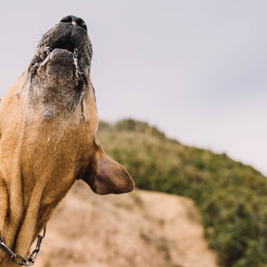 Uruguayischer Hund der Rasse Cimarron bei der Jagd im Feld. Konzept für die Großwildjagd