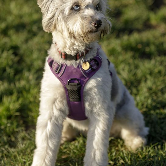 11 Monate alter Miniatur-Australischer-Schäferhund-Pudel-Mix Welpe, der sitzt und wegschaut. Hundepark ohne Leine in Nordkalifornien.