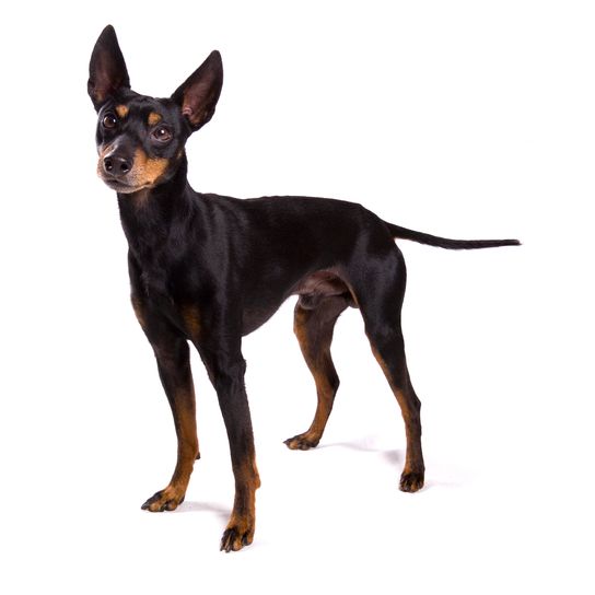 English Toy Terrier Hund isoliert auf einem weißen Hintergrund