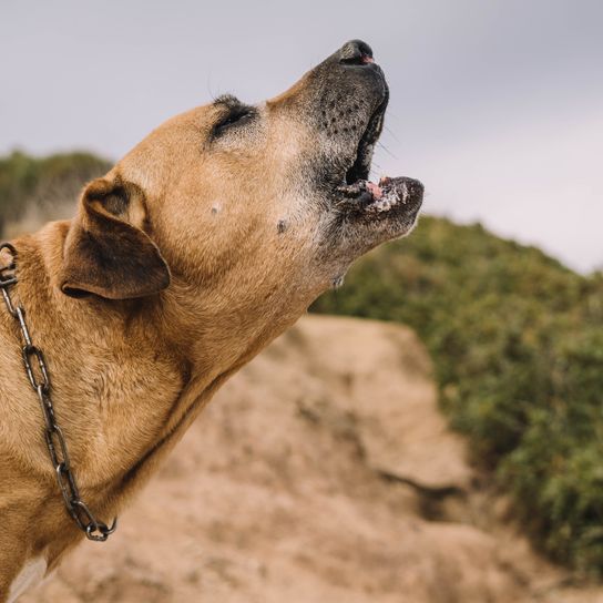 Alter und brauner Hund der Rasse Uruguayan Cimarron genießt einen sonnigen Tag in der
