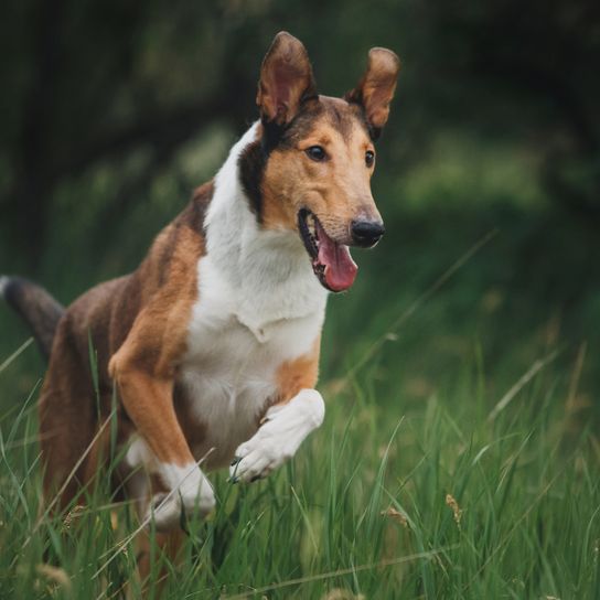 Hund Smooth Collie in der Natur