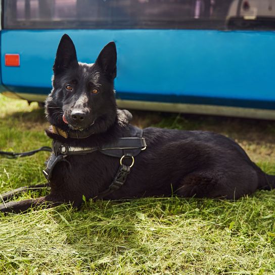 Schöner Sicherheitspolizeihund oder Drogenspürhund, der auf grünem Gras auf dem Flugplatz ruht