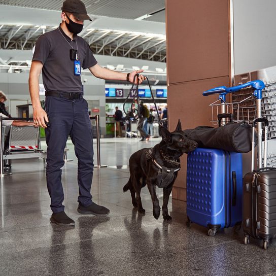 Sicherheitsbeamter mit Schutzmaske bei der Kontrolle von Reisekoffern mit Polizeispürhund