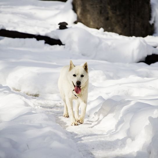 Jindotgae Hund in Südkorea