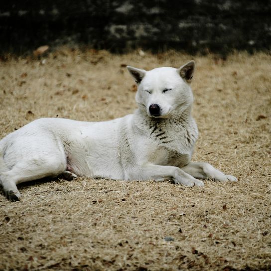 Jindotgae Hund in Südkorea