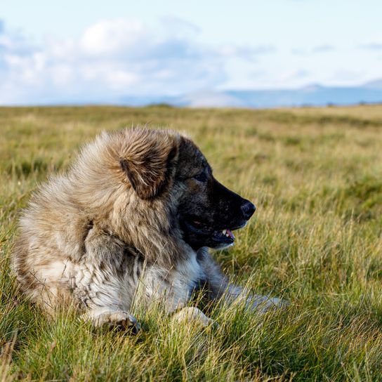 Ein rumänischer Hirte in den Karpaten