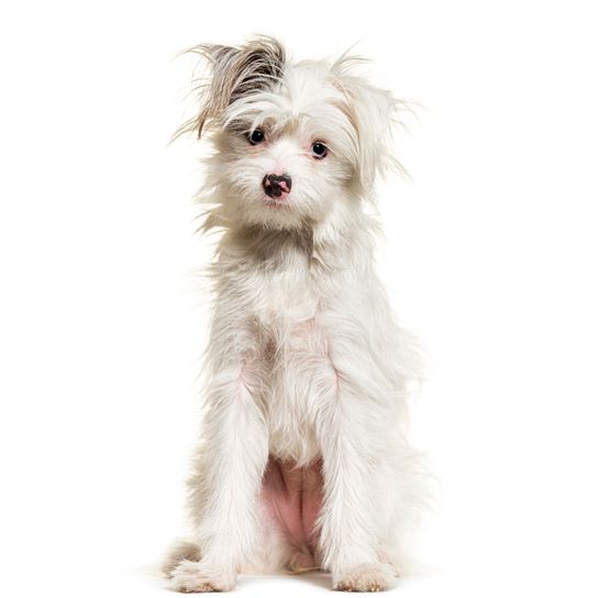 Weißer Yorkie-Pom-Hund, isoliert auf Weiß. Mischling aus Pomeranian und Yorkshire Terrier Weißer Yorkie-Pom-Hund, isoliert auf Weiß. Mischling aus Pomeranian und Yorkshire Terrier