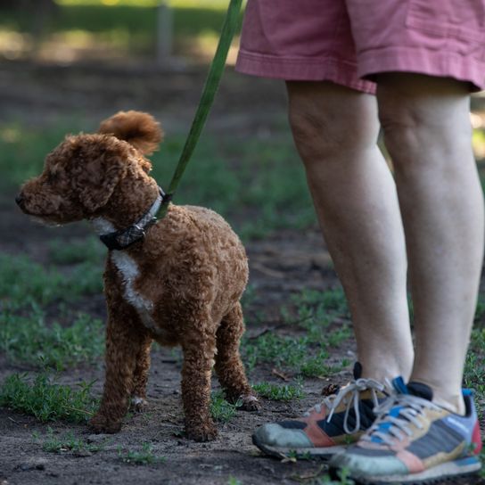 Goldendoodle-Hund zur Miete mit Besitzer im Park Goldendoodle-Hund zur Miete mit Besitzer im Park