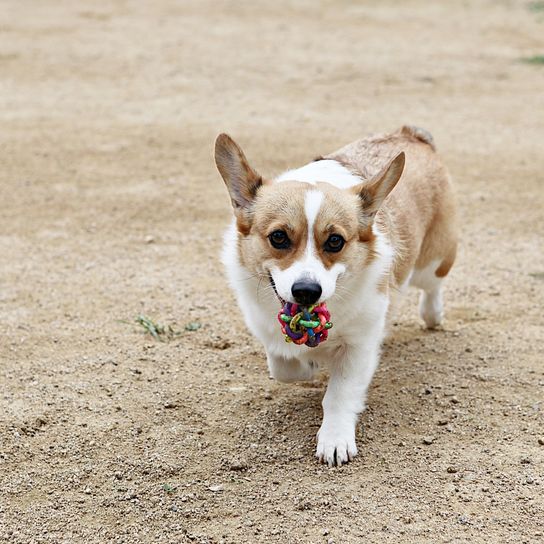 Welpen spielen im Park