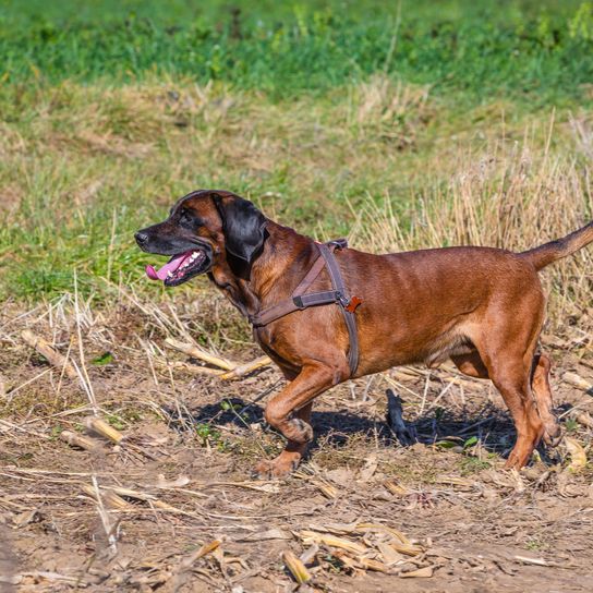 bayerischer Sennenhund auf der Jagd im Freien Bayerischer Sennenhund auf der Jagd im Freien