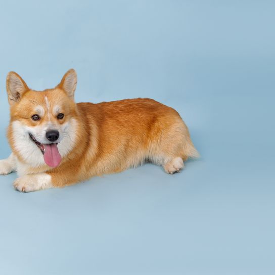 Ein Corgi-Hund auf blauem Hintergrund, ein Platz für Text. Hochwertiges Foto