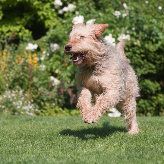 Otterhound läuft im Garten