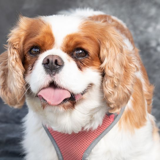 King Charles Spaniel sitzt auf dem Boden in einem Studio mit grauem Hintergrund