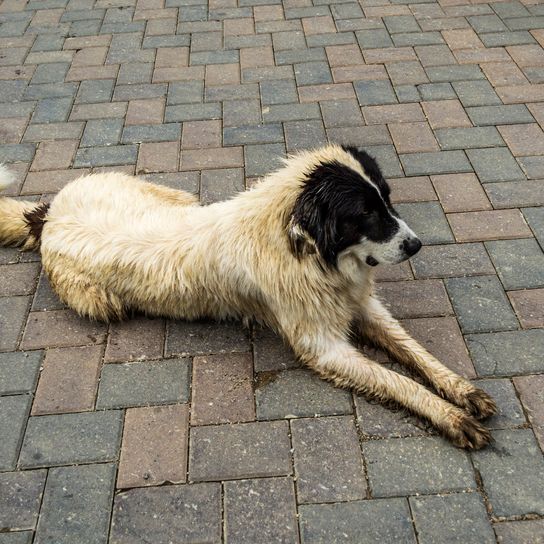 Der Bucovina-Hirtenhund. Großer Sicherheitshirtenhund.