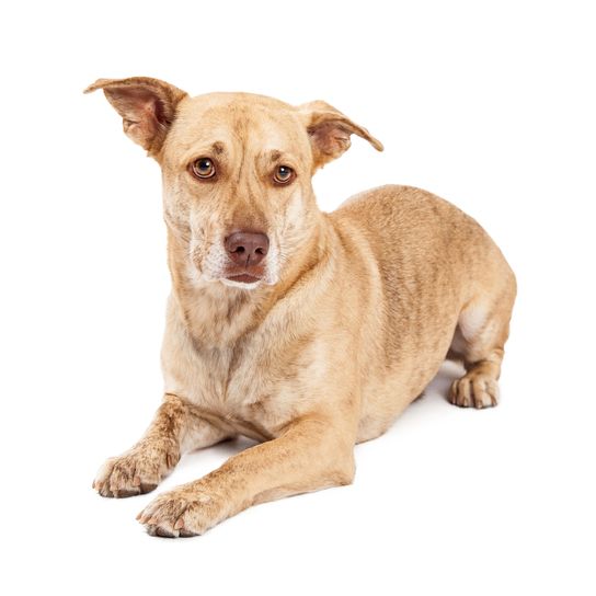 Niedlicher Welsh Corgi und Chihuahua gemischter Hund kleiner Rasse, der isoliert auf weißem Hintergrund liegt