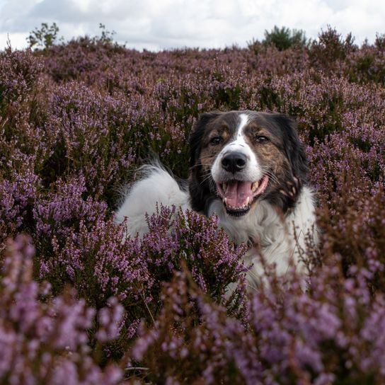Nahaufnahme eines Tornjak-Hundes mit offenem Maul, der in einem Calluna-Blumenfeld steht