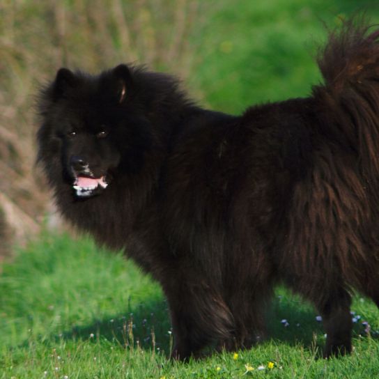 Eine Nahaufnahme eines Schwedischen Lapphunds (Svensk lapphund) auf einer Wiese