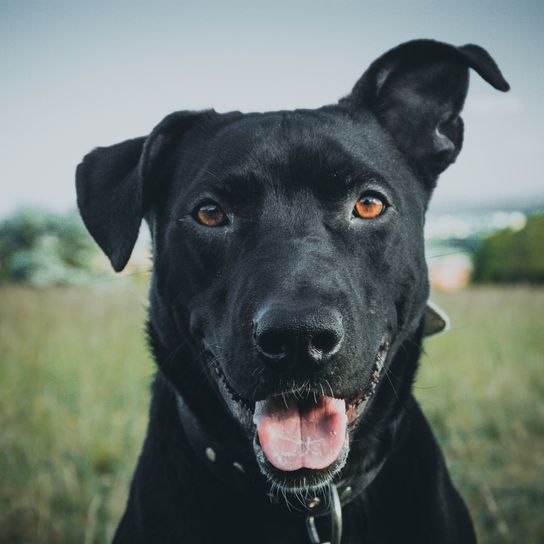 Eine Nahaufnahme eines Porträts eines schwarzen Mallorca-Schäferhundes in einem Park bei Tageslicht