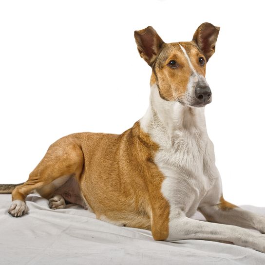 Weiblicher reinrassiger Golden Smooth (kurzhaariger) Collie auf der Decke liegend mit isoliertem Hintergrund