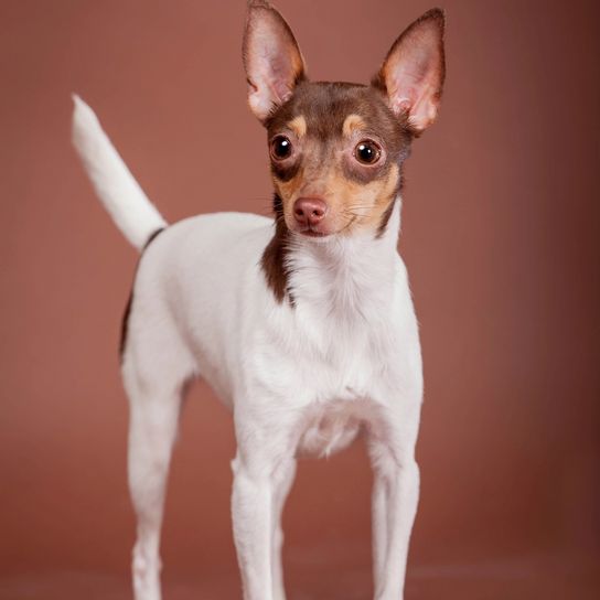 Toy Foxterrier auf braun Lustiger Toy Foxterrier auf einem braunen Hintergrund
