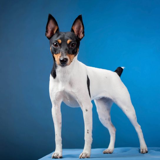 Toy Foxterrier Toy Foxterrier auf blauem Hintergrund