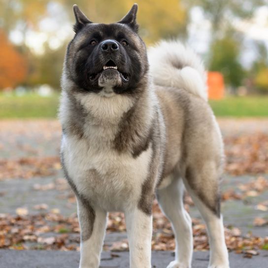 Amerikanischer Akita stehend mit erhobenem Kopf