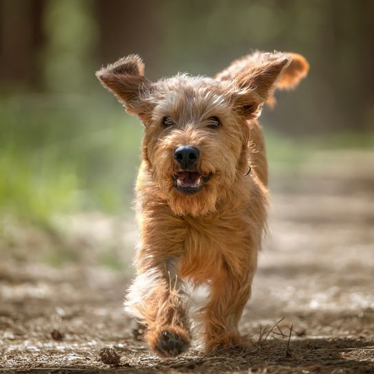 Basset Fauve de Bretagne Hund läuft im Wald mit erhobener Pfote direkt auf die Kamera zu