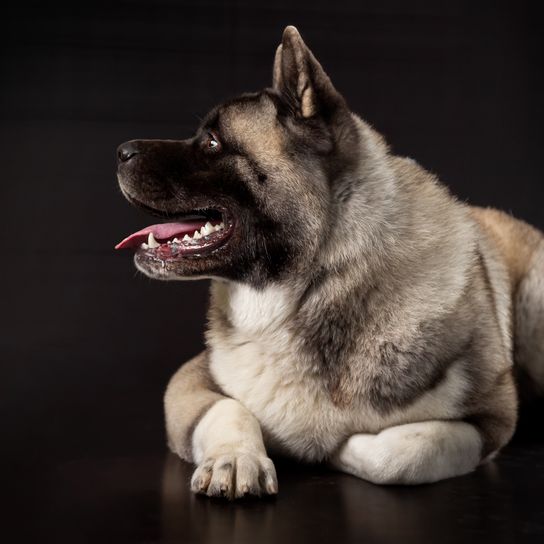Amerikanischer Akita-Junghund liegt mit zur Seite gedrehtem Kopf auf einem dunklen Hintergrund