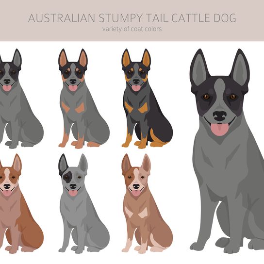 Australischer Stummelschwanz Rinderhund alle Farben Clipart. Verschiedene Fellfarben und Posen.  Vektor-Illustration