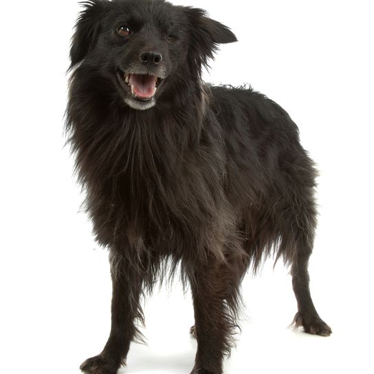 Schwarzer Pyrenäenschäferhund vor einem weißen Hintergrund