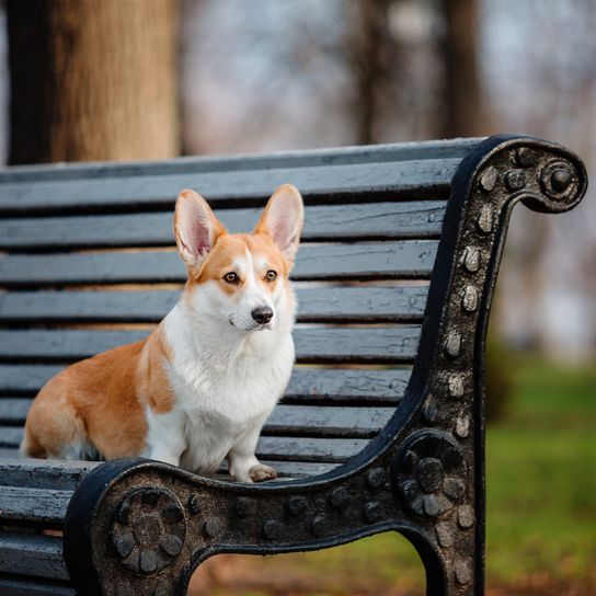 Niedlicher Welsh Corgi Hund im Freien. Hundeporträt Haustier auf einem Spaziergang. Schöne lustige Corgi-Hunderasse