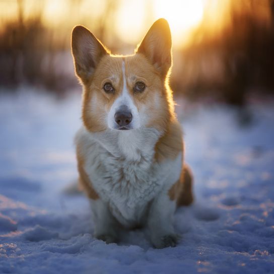 Welsh Corgi Pembroke Hund in Winterlandschaft bei Sonnenuntergang. Glücklicher Hund im Schnee