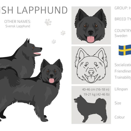 Schwedischer Lapphund Fellfarben, verschiedene Posen Clipart.  Vektor-Illustration