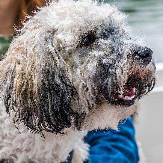 Eine Nahaufnahme eines Poochon-Welpen auf einem Boot auf dem Fluss Great Ouse bei St Ives, Cambridgeshire im Sommer