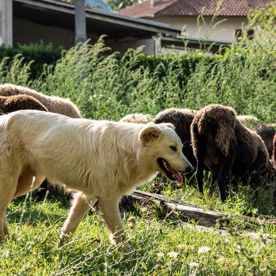 Maremma-Schäferhunde hüten die Schafherde, die an einem Septembertag in der italienischen Region Latium auf einem unbewirtschafteten Feld weidet